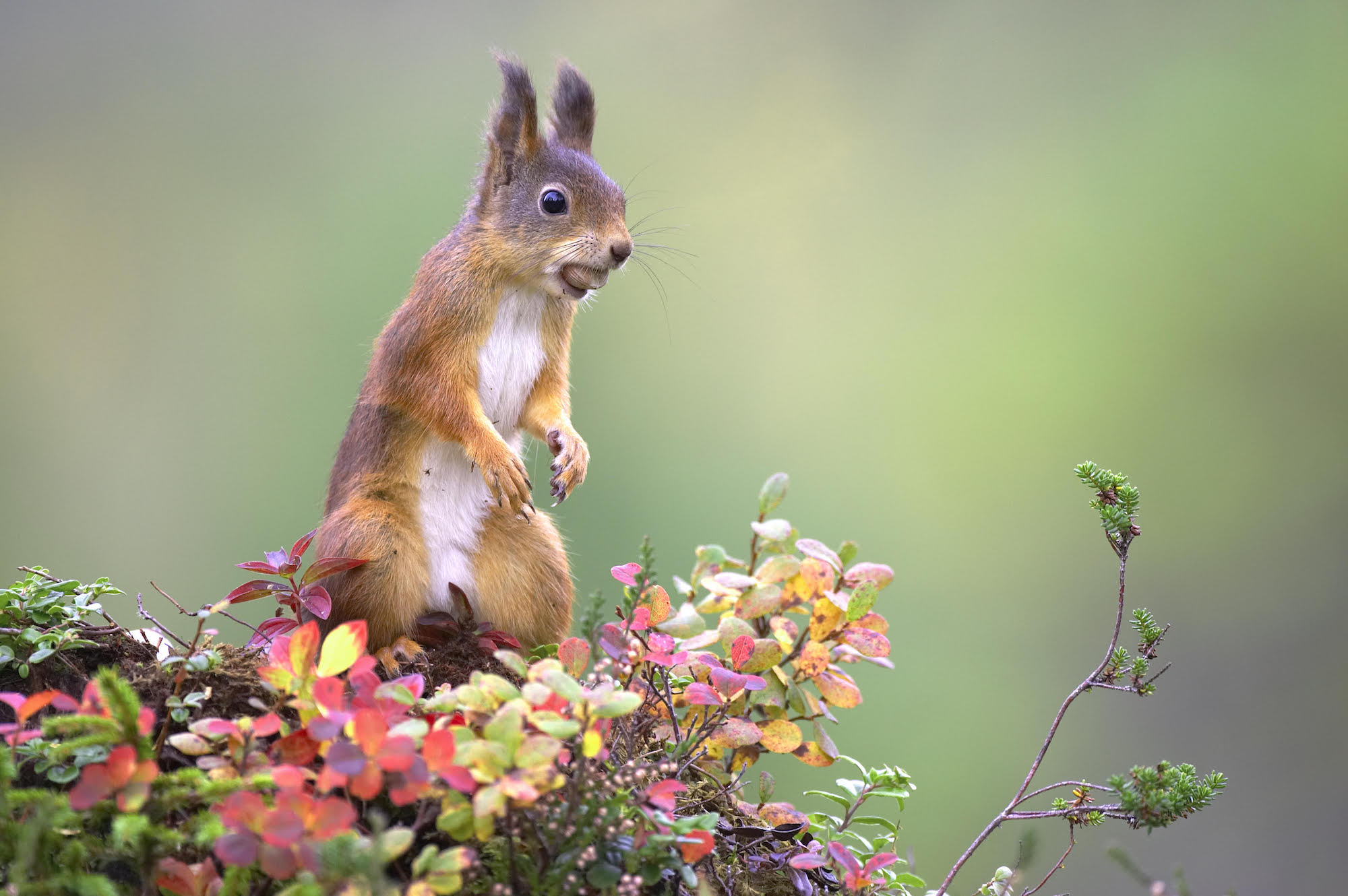 Red squirrels return to the Highlands